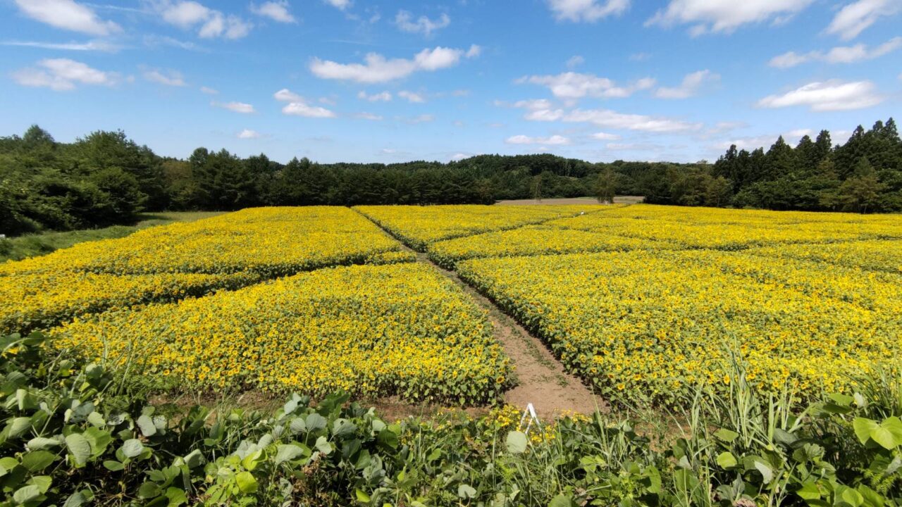 山の楽校　ひまわり畑　風景